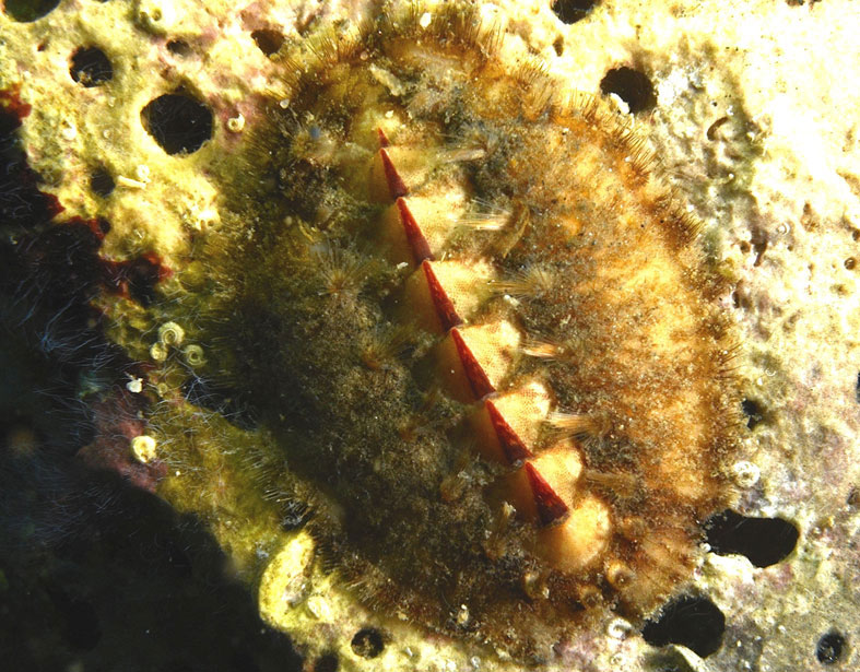 Acanthochitona crinita (o fascicularis)